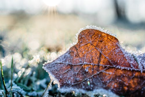 Couverture De Feuilles Séchées Par La Neige Pendant La Journée