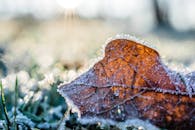 躺在冰冷的草地上时，晨光下特写一片被霜冻覆盖的叶子