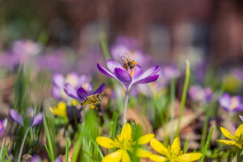 Gratis Fotografi Selektif Bunga Crocus Saffron Ungu Dan Putih Foto Stok