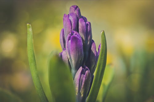 Selective Photography of Purple Clustered Flowers