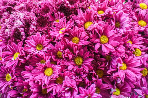 Free A close-up of vibrant pink chrysanthemums in full bloom showcasing their vivid colors and beauty. Stock Photo