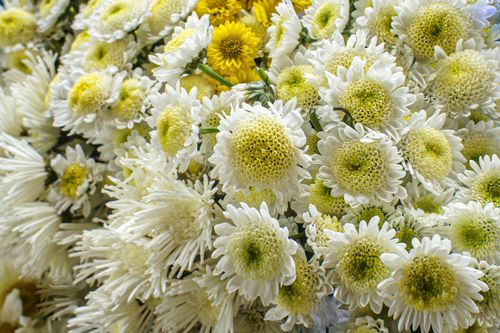 Free A stunning close-up of fresh white and yellow chrysanthemums in full bloom, perfect for floral backgrounds. Stock Photo