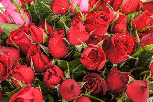 Close-Up Photo of Red Roses