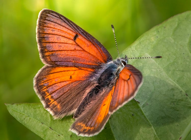 Macro Shot Of A Purple-Edged Copper On Green Leaf