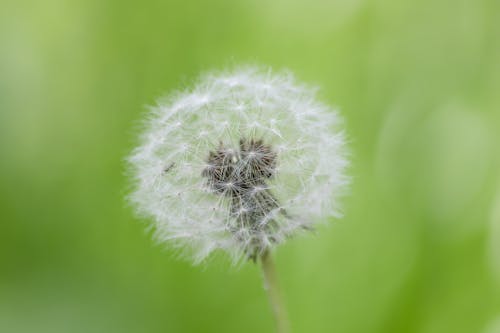 Foto profissional grátis de atraente, beleza, Canadá