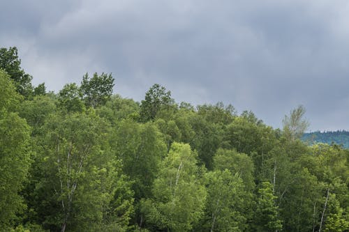 Foto profissional grátis de árvore, árvores, atraente