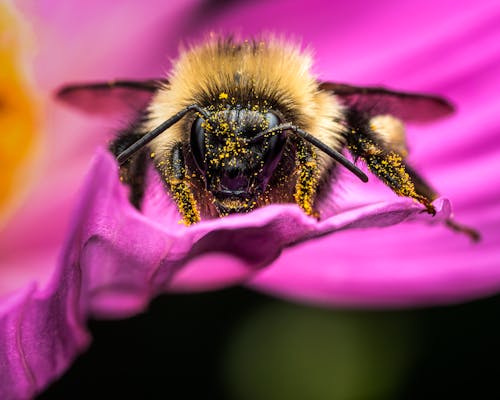 Darmowe zdjęcie z galerii z anteny, fotografia makro, fotografia owadów