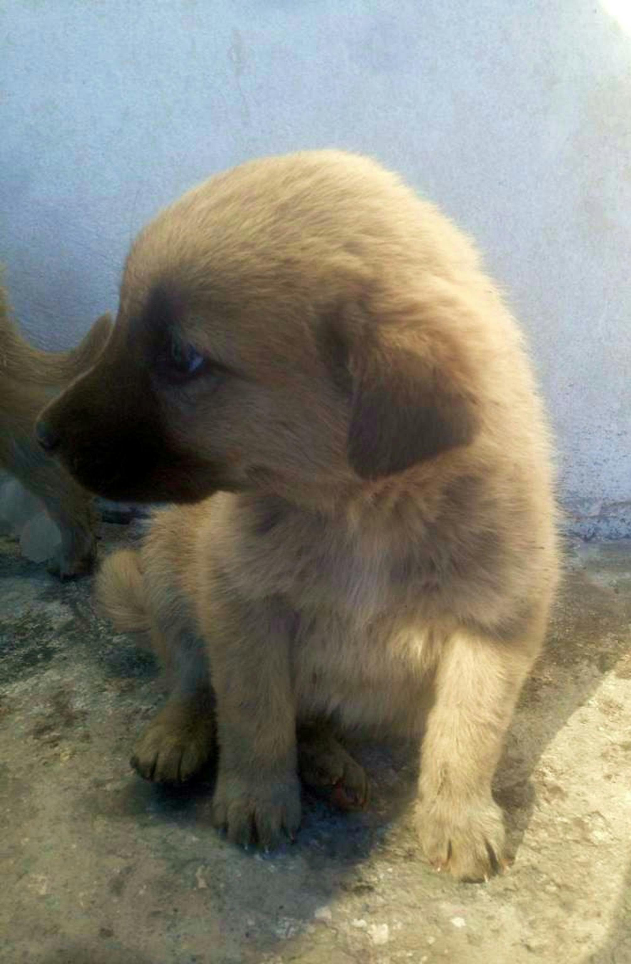 かわいい動物 可愛い 子犬の無料の写真素材