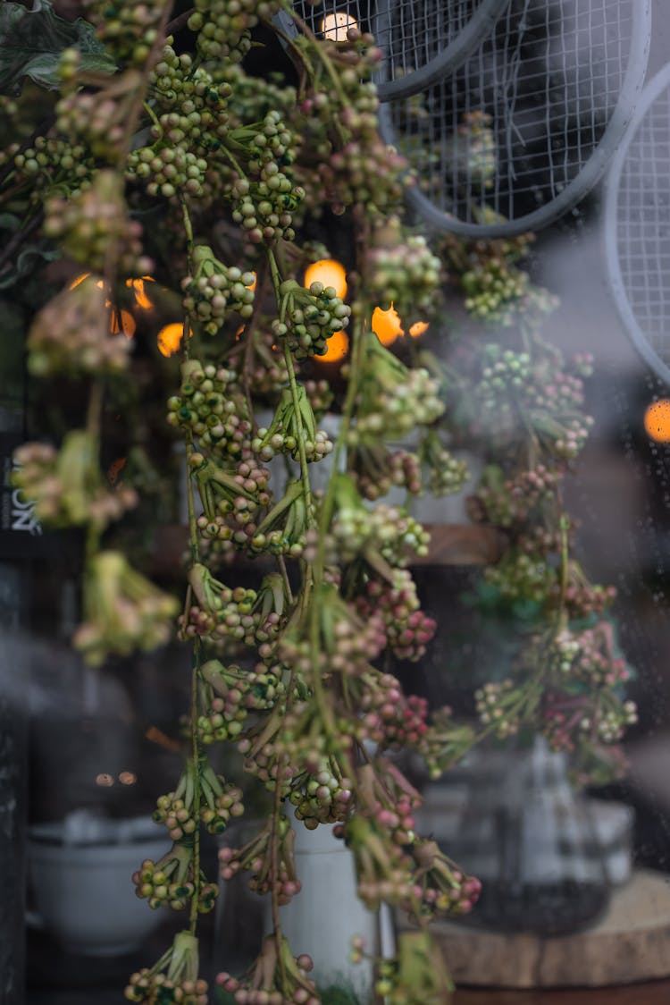 Hanging Plant In Indoor Interior