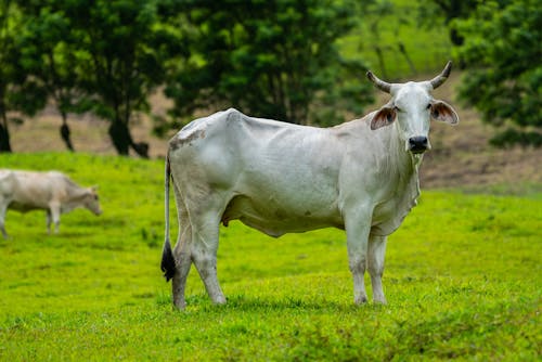 Δωρεάν στοκ φωτογραφιών με αγελάδα, αγρόκτημα, βόδια Φωτογραφία από στοκ φωτογραφιών