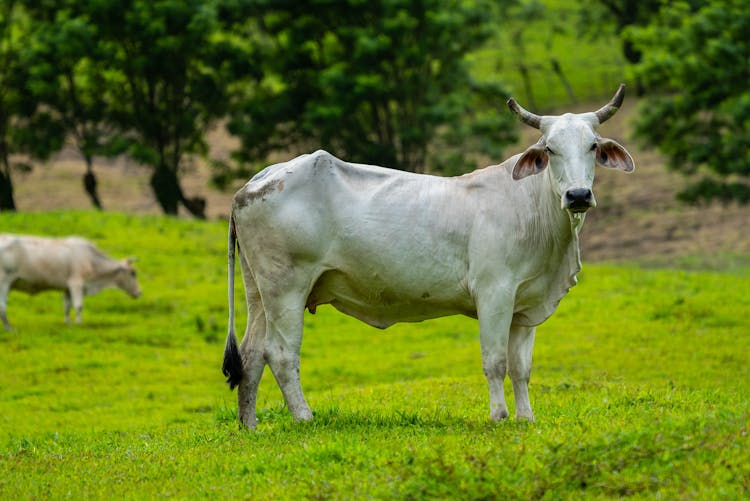 Nelore Cattle On A Pasture 