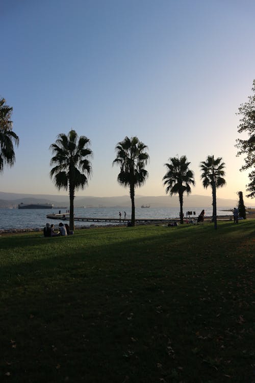 Palm Trees Along the Coast 