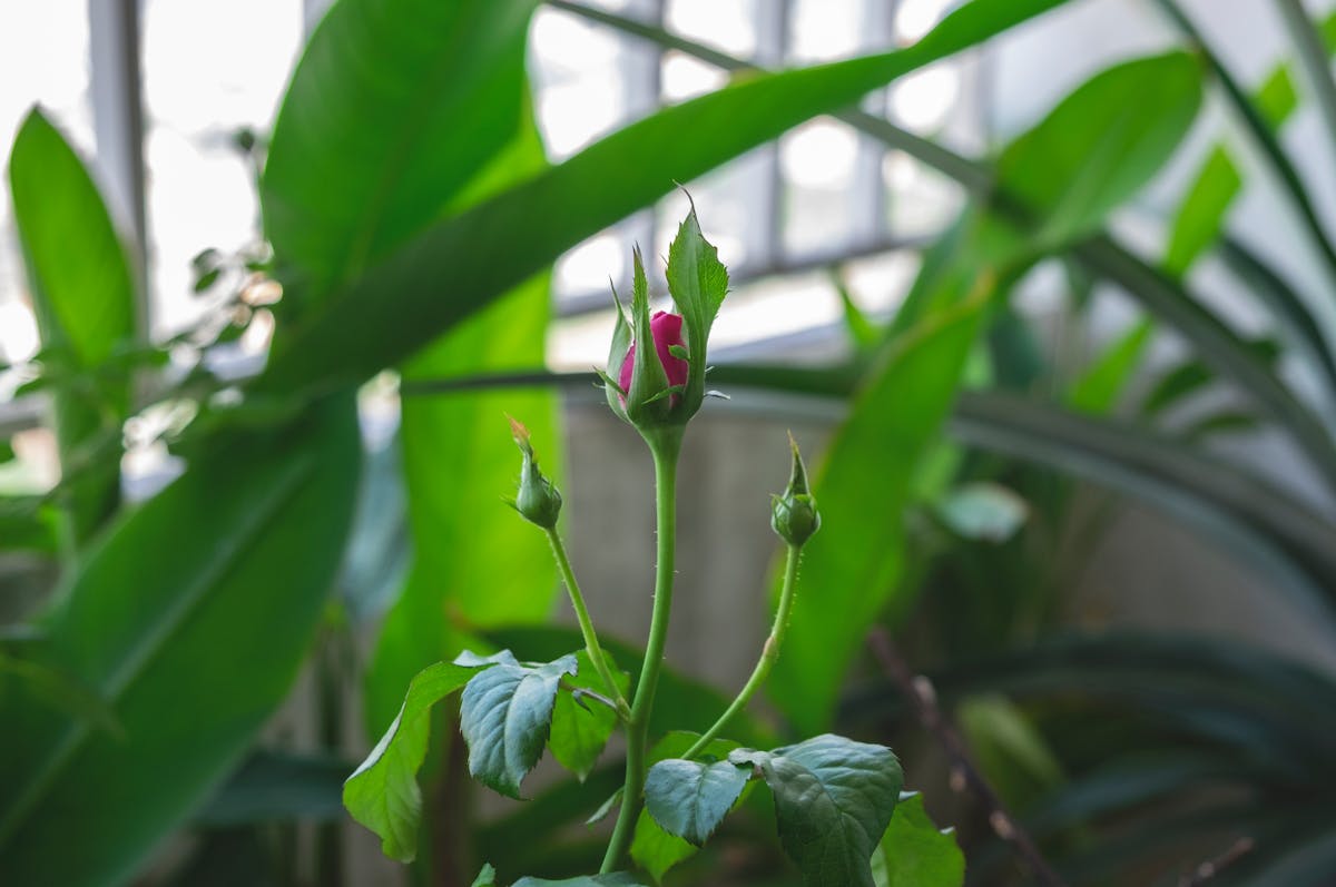 Person meditating on a yoga mat with plants around, representing wellness routines