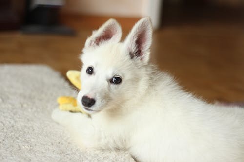 Kostenlos Kurzbeschichteter Weißer Hund Auf Weißem Textil Stock-Foto