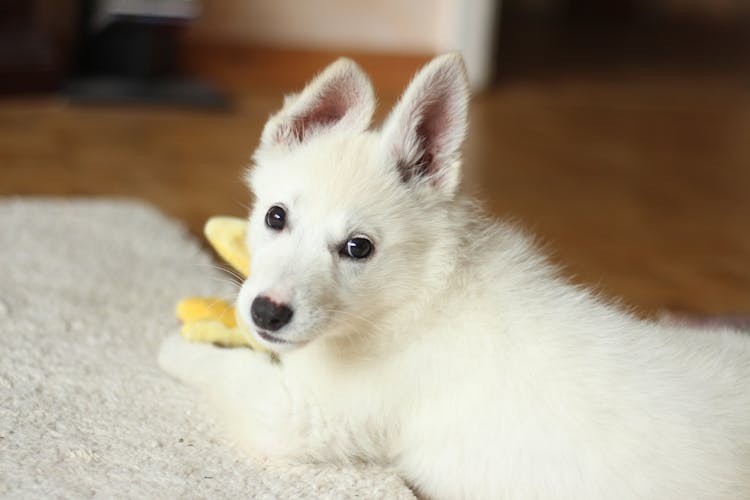 Short-coated White Dog On White Textile