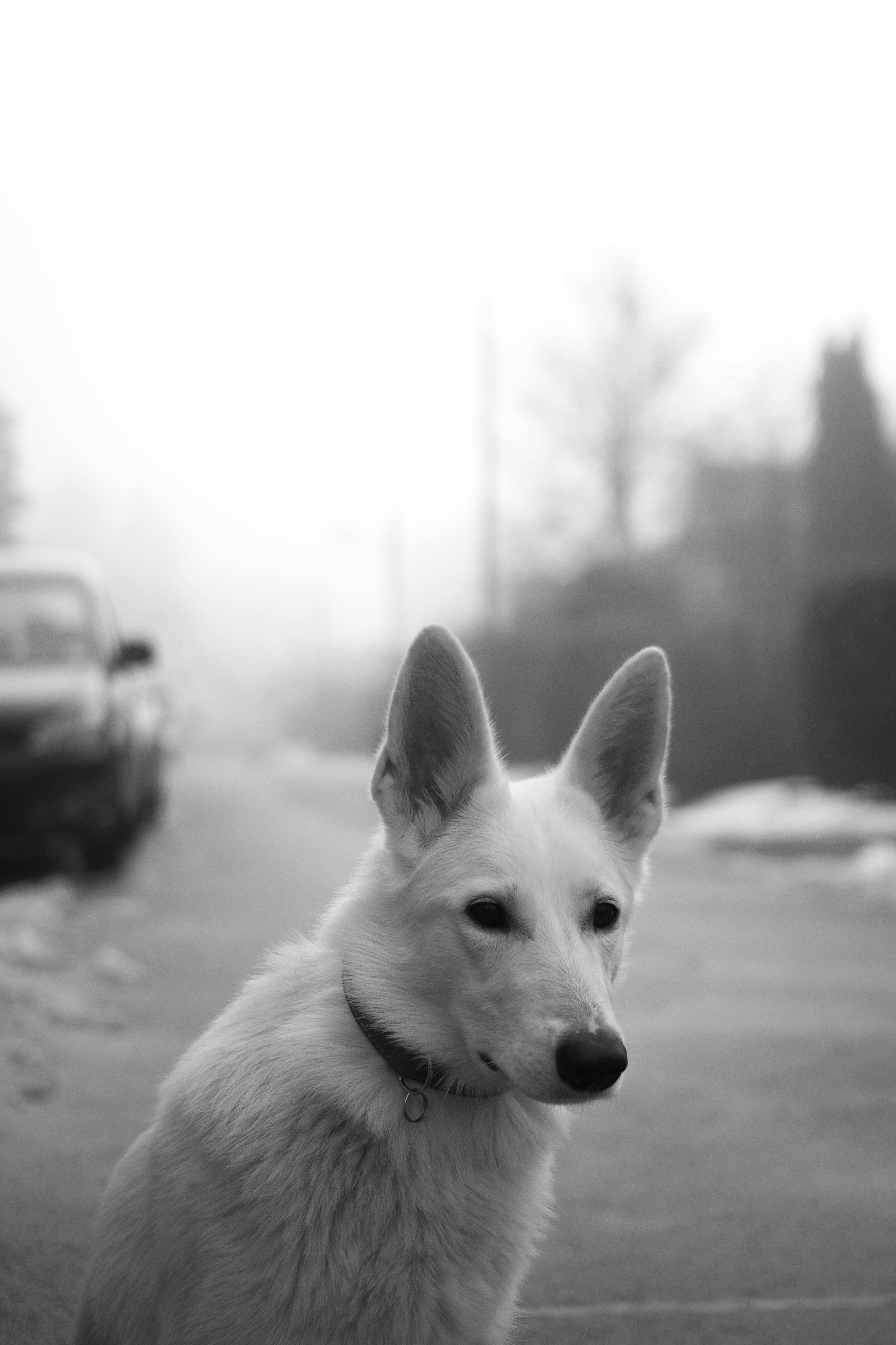 Free white german shepherd hot sale puppies