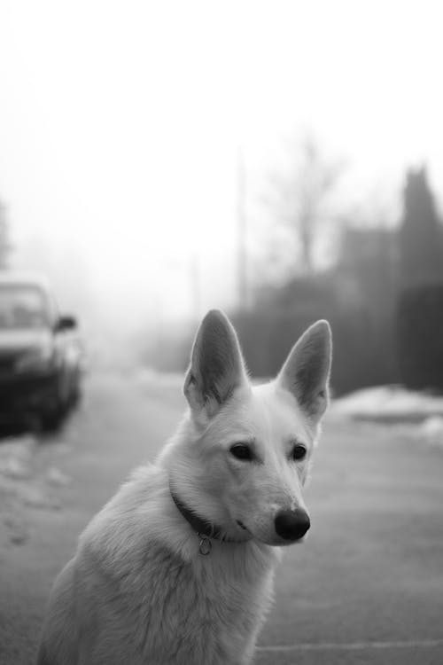 Free White Dog on Road Stock Photo