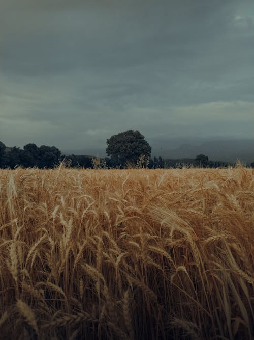 Wheat Field Under a Dark Sky 
