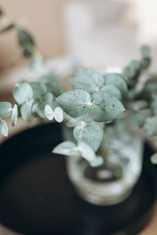 Free A soft focus image of eucalyptus branches in a clear glass vase on a dark surface. Stock Photo