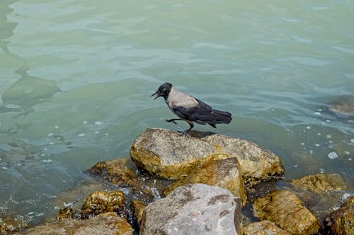 Ücretsiz deniz, deniz kıyısı, hayvan içeren Ücretsiz stok fotoğraf Stok Fotoğraflar