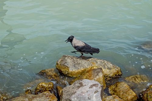 Free A hooded crow stands on rocks by the shore at Balatongyörök, Hungary. Stock Photo