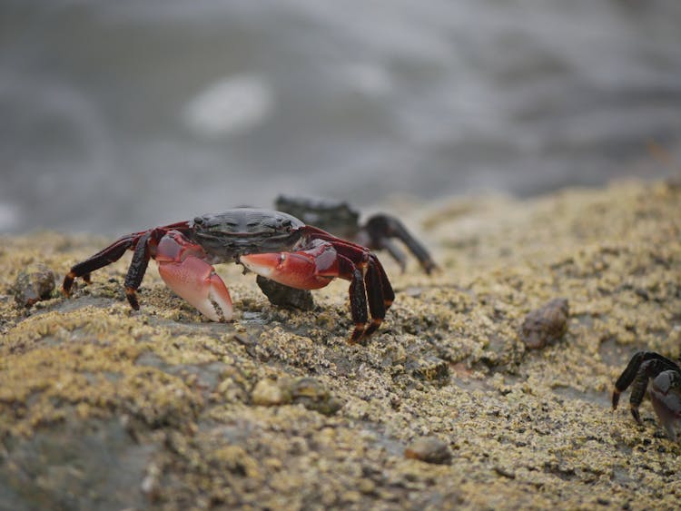 Crabs Walking On Rock