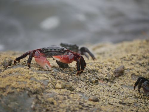 Free Detailed image of a vibrant crab on a wet rocky surface along the shore. Stock Photo