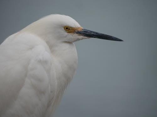 Close-up Photo of an Egret