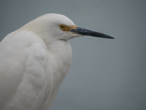 Foto stok gratis binatang, bulu burung, fotografi binatang