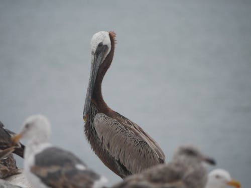 Kostenloses Stock Foto zu braune pelikan, federn, grauen hintergrund