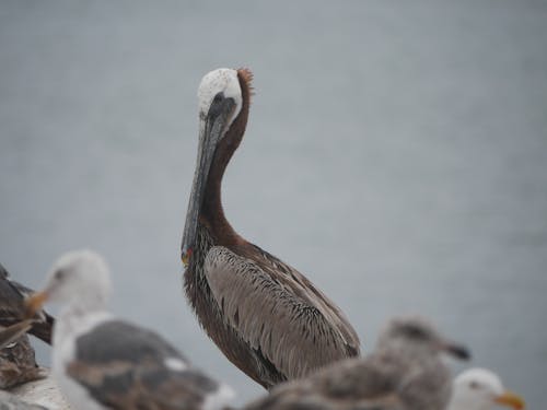 Photos gratuites de animaux, aviaire, bec