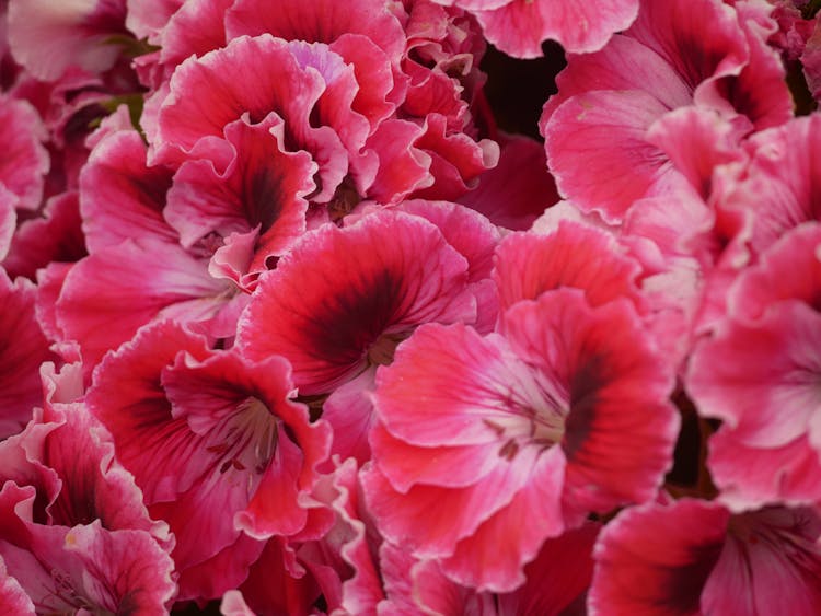 Close-up Of Pink Pelargonium Flowers