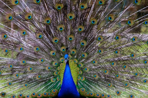 Fotobanka s bezplatnými fotkami na tému chvost, farebný, fotografovanie vtákov