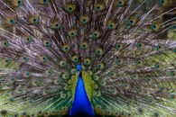 Peacock Feather on Blue Textile