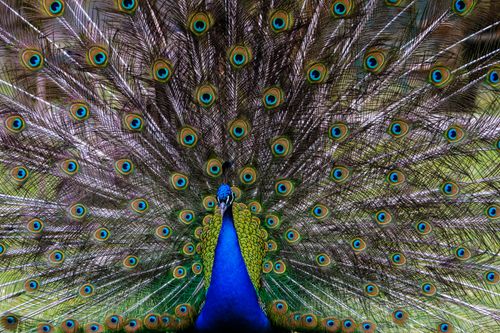 Free Close-up of a vibrant peacock showing off colorful feather plumage in full display. Stock Photo