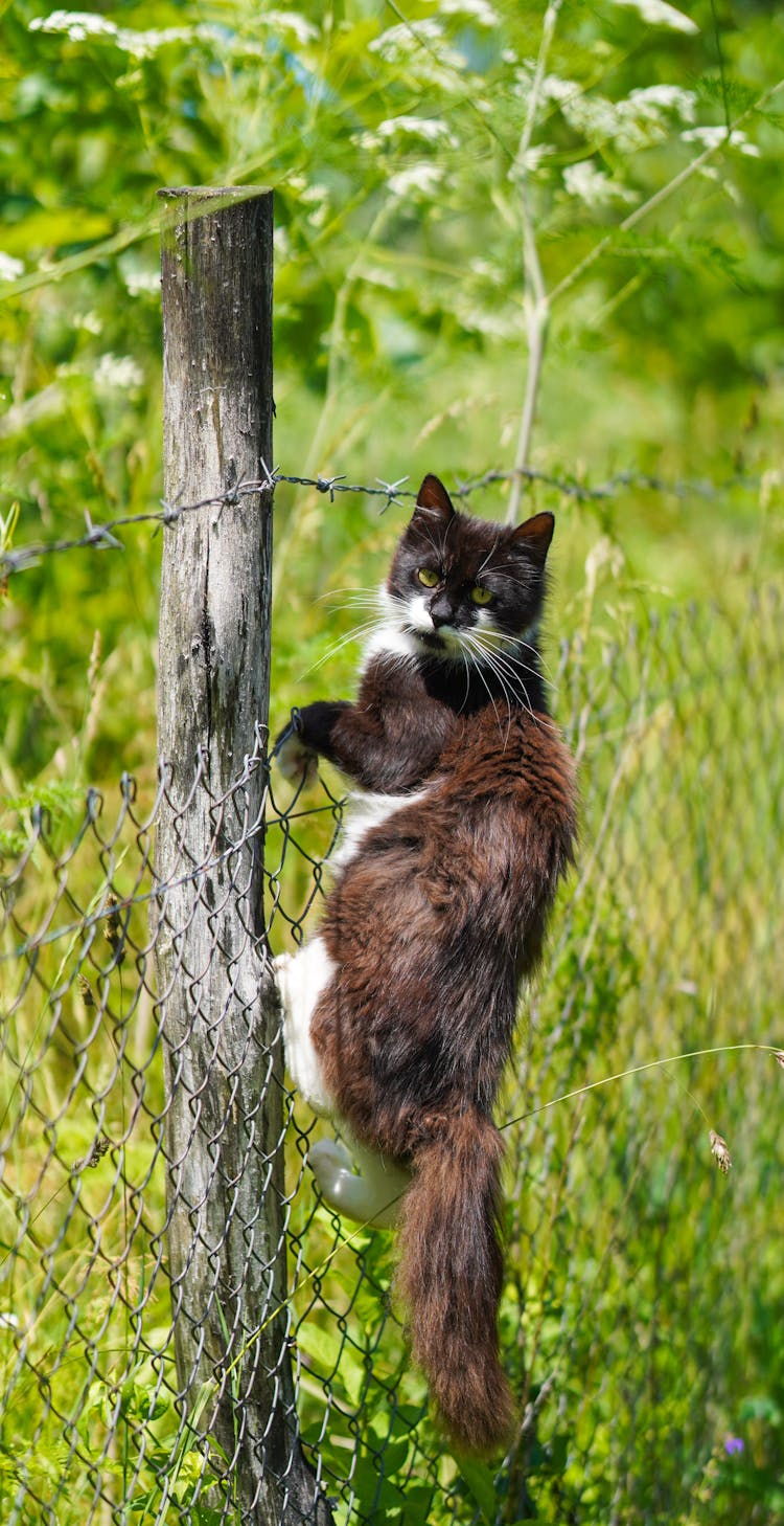 Cute Furry Cat Climbing Fencing