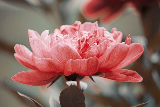 Peony Pink Flower Blooming
