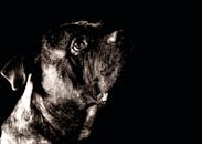 一张引人注目的义和团狗黑白肖像，在黑暗而戏剧性的工作室灯光下，捕捉到了它富有表情的眼睛