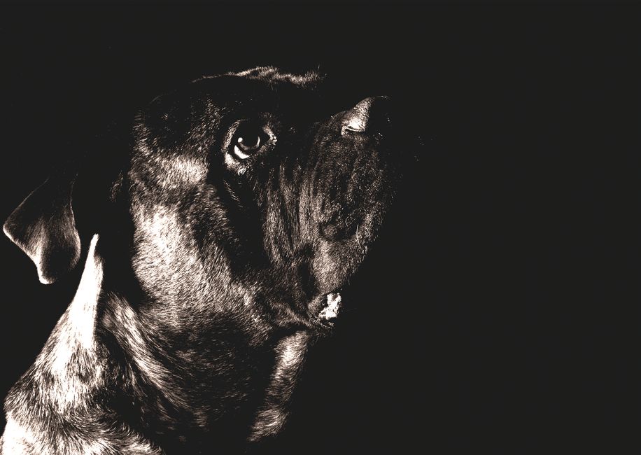 A striking black and white portrait of a Boxer dog with dark and dramatic studio lighting, capturing its expressive eye.