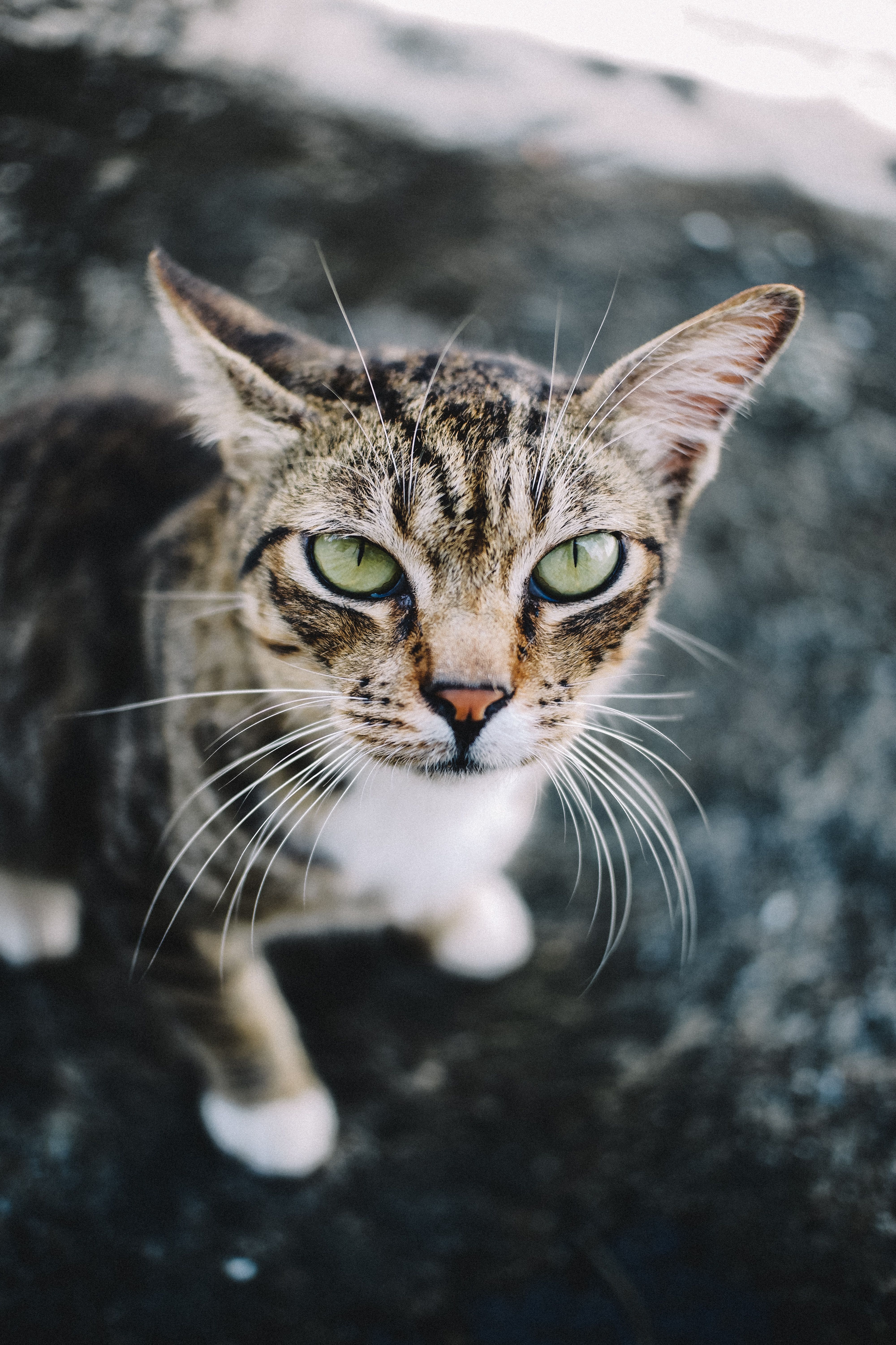 Tabby Cat in Close Up Photography · Free Stock Photo