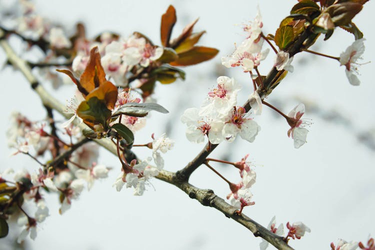 Fruit Tree Blossom