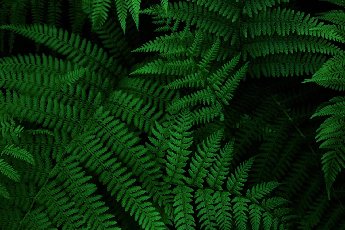 Close-up of Fern Leaves · Free Stock Photo