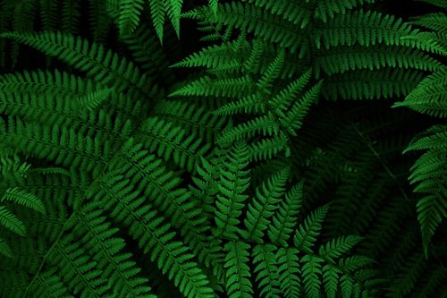 Free Vibrant close-up of lush green fern leaves, perfect for nature backgrounds. Stock Photo