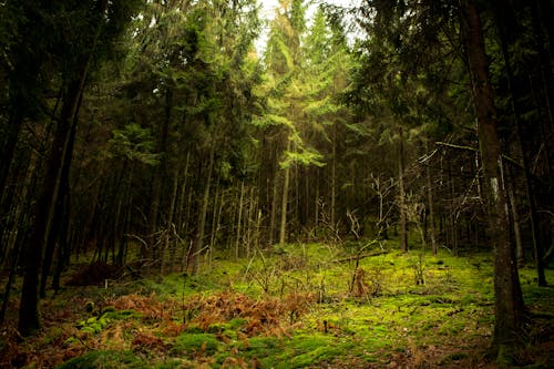Photo of Green Moss and Trees in a Forest