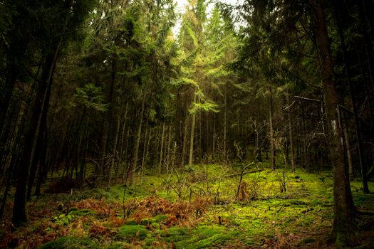 Enchanting forest scene with rich greenery and sunlight breaking through trees.