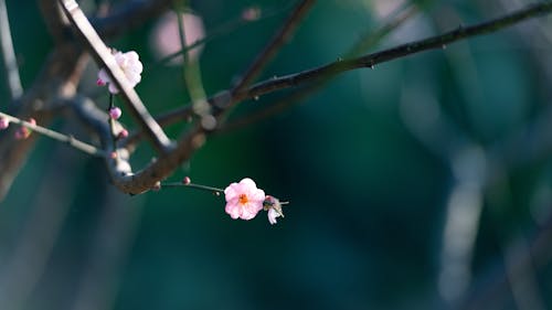 Free Close-Up Shot of a Cherry Blossom Stock Photo