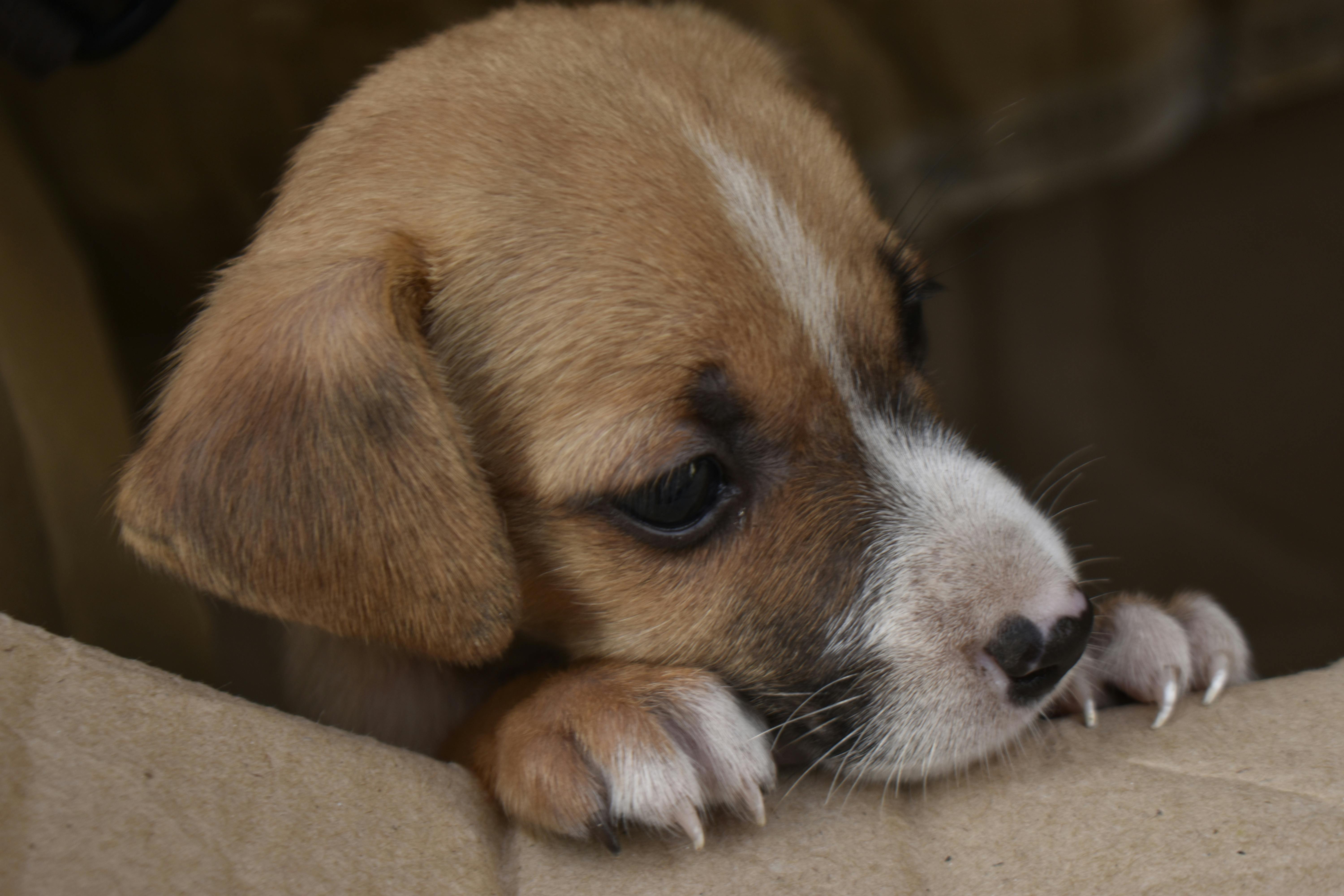 かわいい動物 可愛い 子犬の無料の写真素材