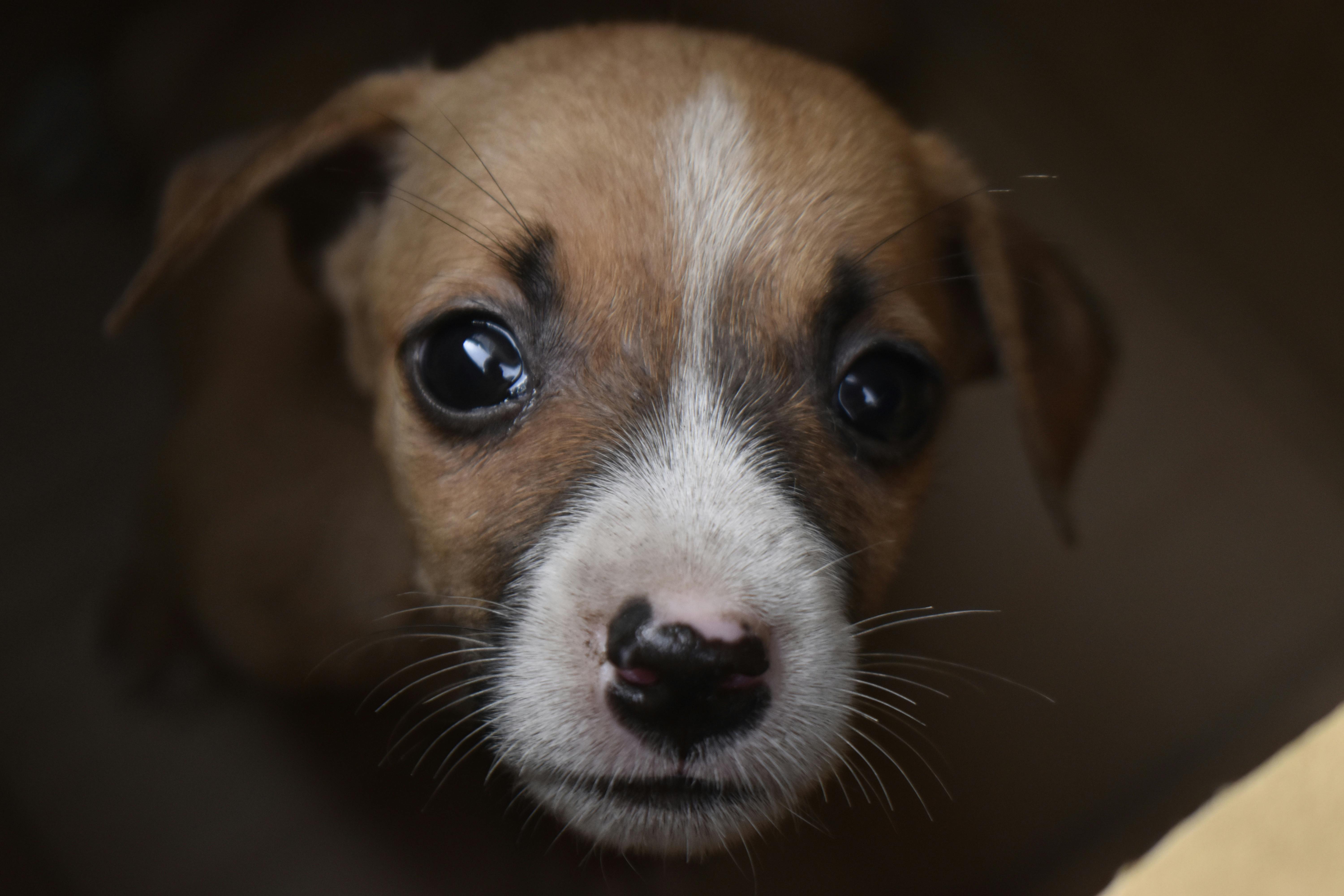 Kostenloses Foto Zum Thema Hund Susse Tiere Tier