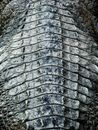 Free stock photo of abstract, alligator, alligator skin