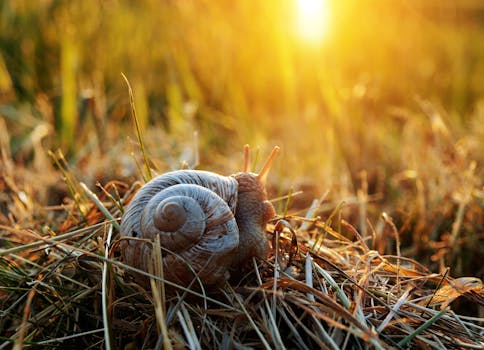 A macro shot of a snail on grass during a golden sunset, showcasing nature's tranquility.